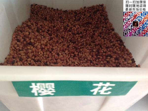 櫻花種子 櫻花種子