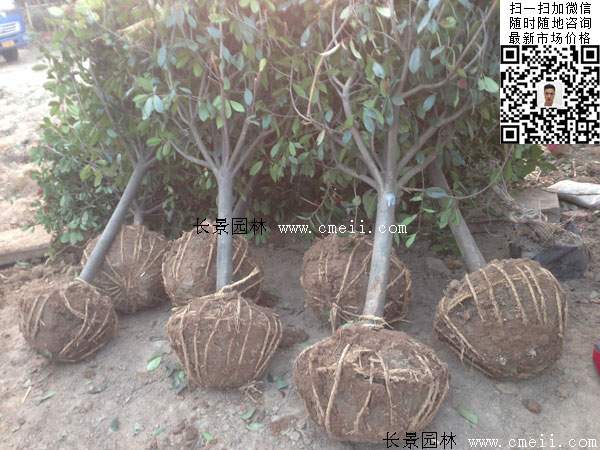 紅葉石楠球--長(zhǎng)景園林 紅葉石楠球--長(zhǎng)景園林