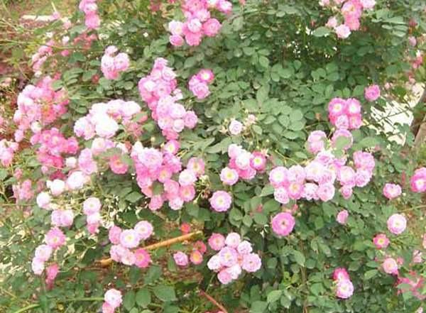 藤本月季 藤本月季