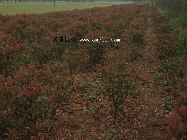 紅葉石楠毛球 紅葉石楠毛球