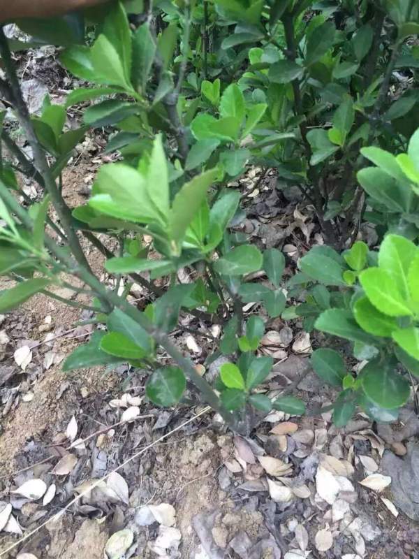 大葉黃楊是不是冬青 大葉黃楊是不是冬青