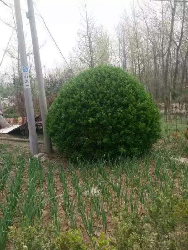 大葉黃楊是不是冬青 大葉黃楊是不是冬青