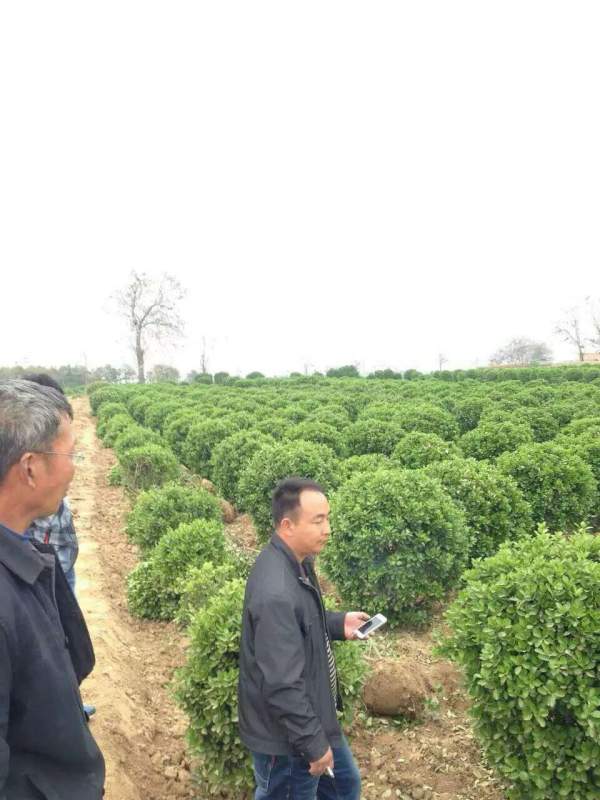 出售冠幅1米大葉黃楊毛球 出售冠幅1米大葉黃楊毛球