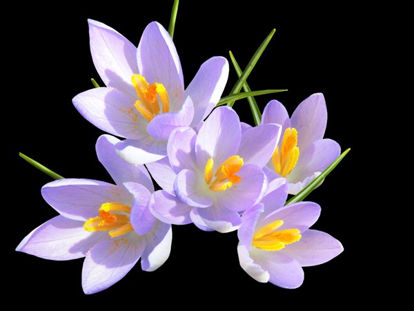 丁香花的花語(yǔ)是什么?