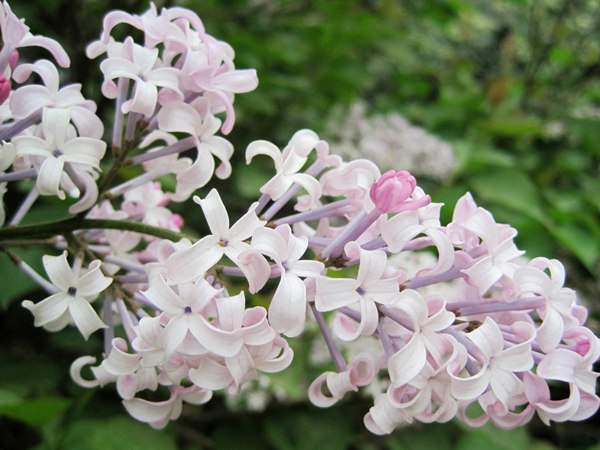 丁香花的花語(yǔ)是什么?