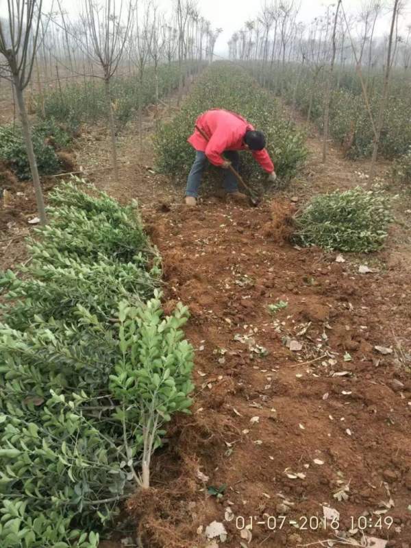 蕭山大葉黃楊價(jià)格 蕭山大葉黃楊價(jià)格