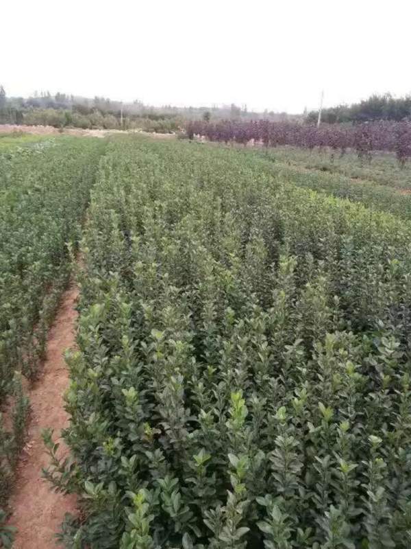 蕭山大葉黃楊苗圃 蕭山大葉黃楊苗圃