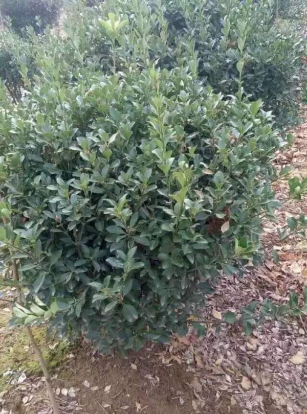 大葉黃楊球 大葉黃楊球