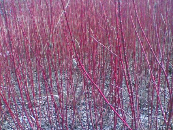 紅瑞木的生長習性是什么，適合在什么地方種植