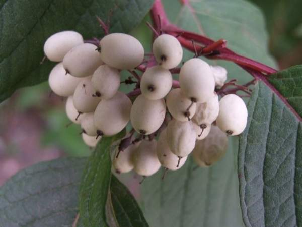 紅瑞木的生長習性是什么，適合在什么地方種植