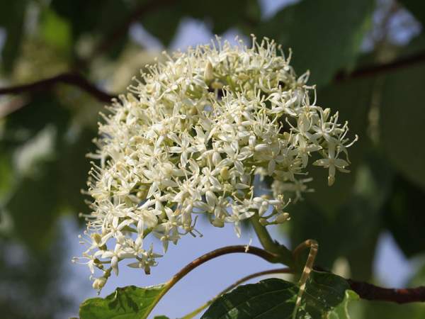 紅瑞木的生長習性是什么，適合在什么地方種植