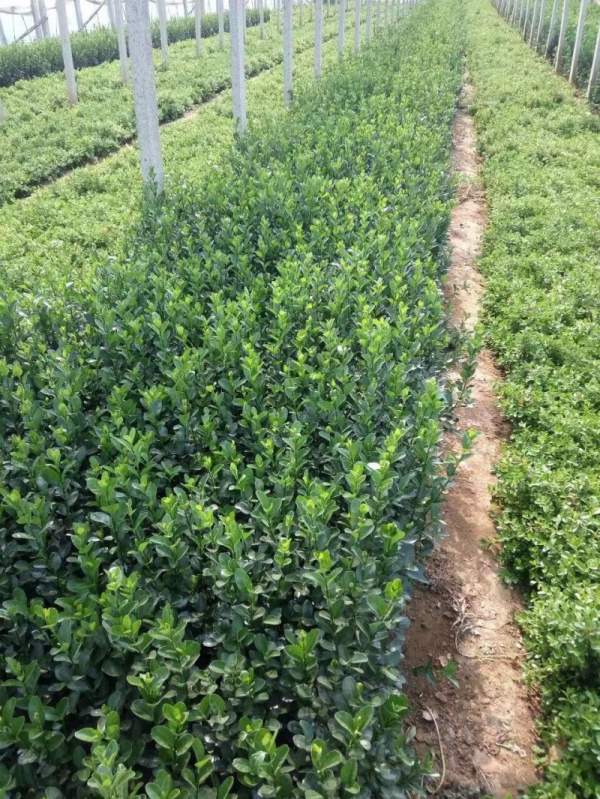 江蘇大葉黃楊 江蘇大葉黃楊