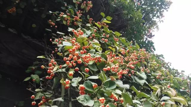 天然氧吧——扶芳藤房子養成記 天然氧吧——扶芳藤房子養成記