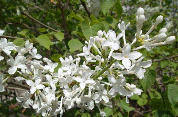 白色的丁香花 白色的丁香花