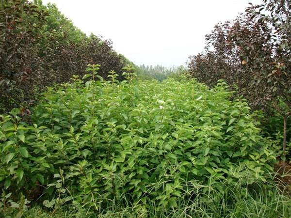 紅瑞木低價(jià)批發(fā)供應(yīng)