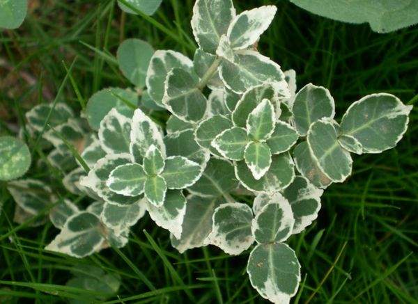 銀邊扶芳藤 銀邊扶芳藤