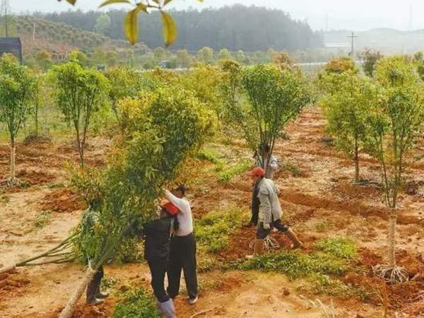綠化苗木起苗出圃都有哪些注意事項?