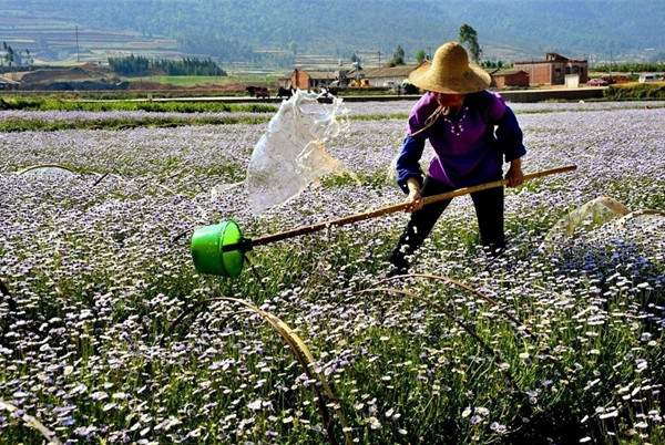 草本植物澆水 草本植物澆水