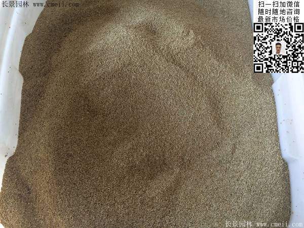 天堂草種子圖片 天堂草種子圖片