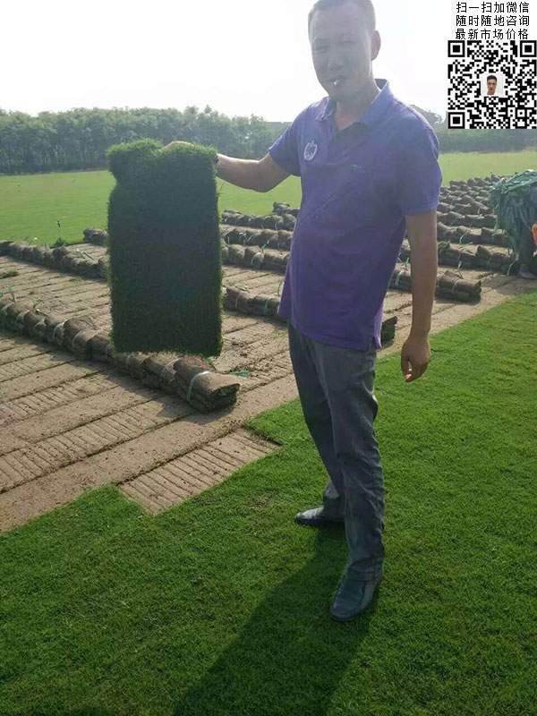 天堂草草坪基地圖片 天堂草草坪基地圖片