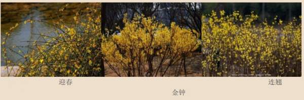 迎春花、金鐘和連翹如何區(qū)分？