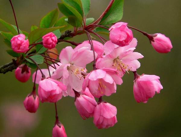 垂絲海棠 垂絲海棠