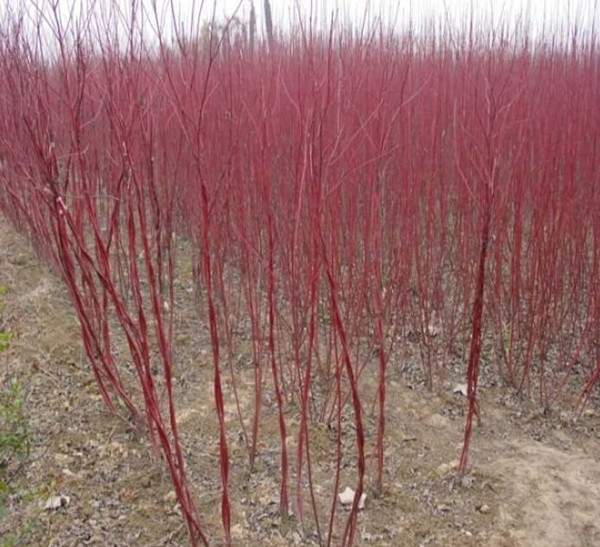 紅瑞木-長(zhǎng)景園林 紅瑞木-長(zhǎng)景園林