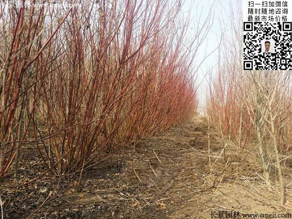 紅瑞木-長(zhǎng)景園林 紅瑞木-長(zhǎng)景園林