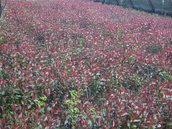 紫葉李小苗 紫葉李小苗