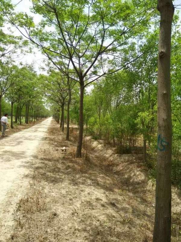 胸徑14公分14公分16公分苦楝樹圖片 胸徑14公分14公分16公分苦楝樹圖片