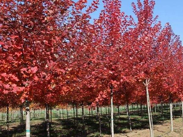 美國紅楓圖片美國紅楓基地實拍