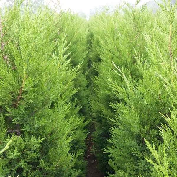 高度1米1.2米1.3米蜀檜 高度1米1.2米1.3米蜀檜