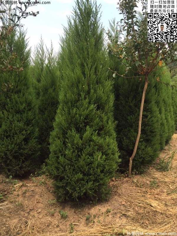 高度2.2米2.3米蜀檜大量供應公路綠化植物 高度2.2米2.3米蜀檜大量供應公路綠化植物