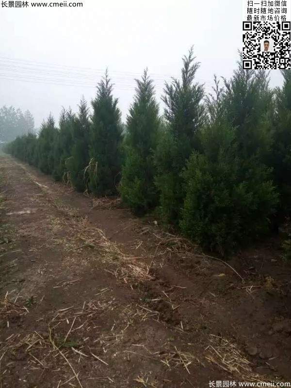 高度2.5米2.8米3米塔柏起苗現(xiàn)場圖片 高度2.5米2.8米3米塔柏起苗現(xiàn)場圖片