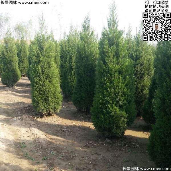 高度2.5米2.8米3米塔柏起苗現(xiàn)場圖片 高度2.5米2.8米3米塔柏起苗現(xiàn)場圖片