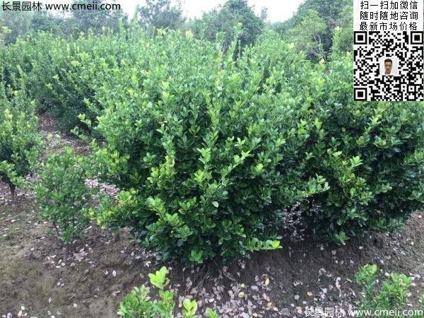 冠幅30公分40公分50公分大葉黃楊球 冠幅30公分40公分50公分大葉黃楊球