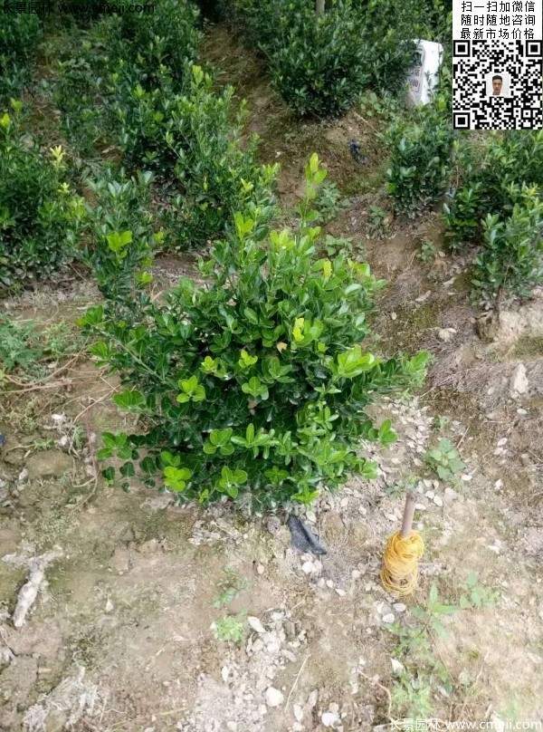 冠幅30公分40公分50公分大葉黃楊球 冠幅30公分40公分50公分大葉黃楊球