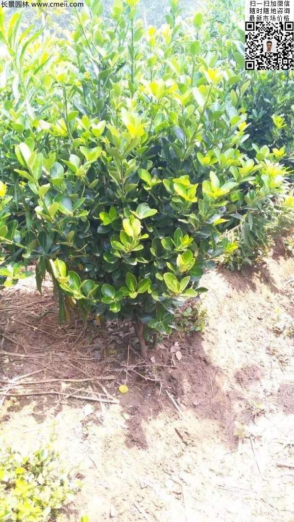 冠幅30公分40公分50公分大葉黃楊球 冠幅30公分40公分50公分大葉黃楊球