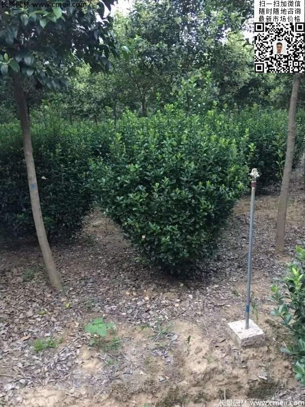 冠幅80公分和1米大葉黃楊球 冠幅80公分和1米大葉黃楊球