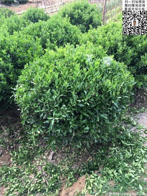 冠幅1.8米2米2.3米大葉黃楊球 冠幅1.8米2米2.3米大葉黃楊球