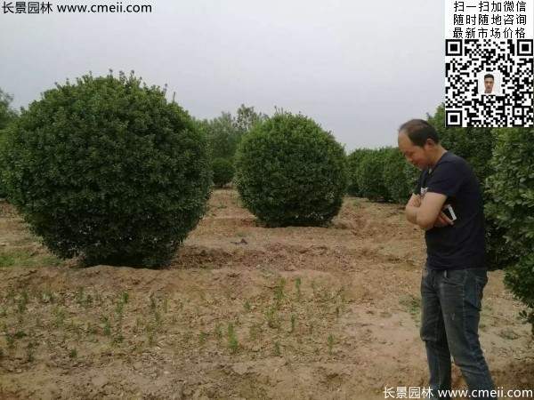 冠幅1.8米2米2.3米大葉黃楊球 冠幅1.8米2米2.3米大葉黃楊球