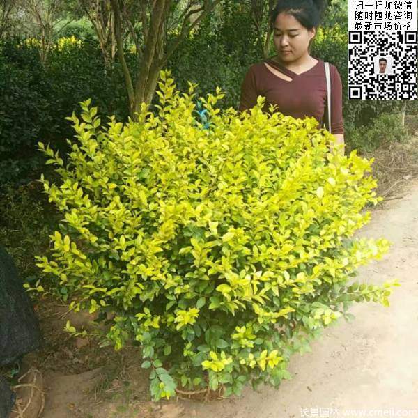 冠幅1.3米1.4米金葉女貞球圖片大量供應(yīng) 冠幅1.3米1.4米金葉女貞球圖片大量供應(yīng)