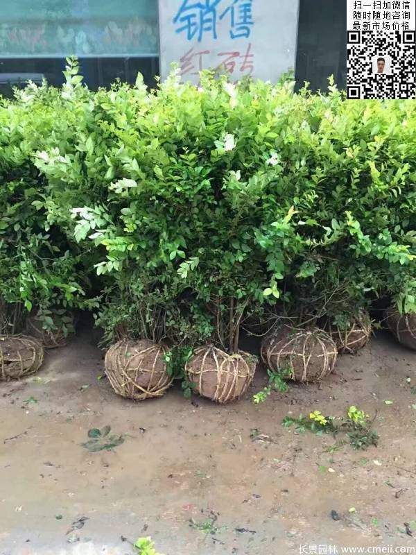 冠幅1.3米1.4米金葉女貞球圖片大量供應(yīng) 冠幅1.3米1.4米金葉女貞球圖片大量供應(yīng)