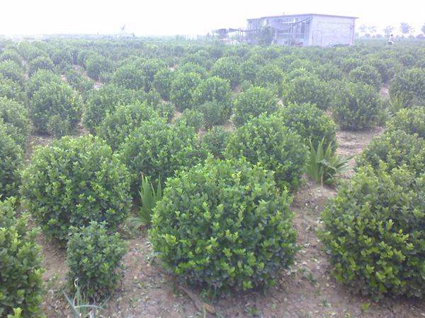 沭陽衛矛球現場圖片 沭陽衛矛球現場圖片