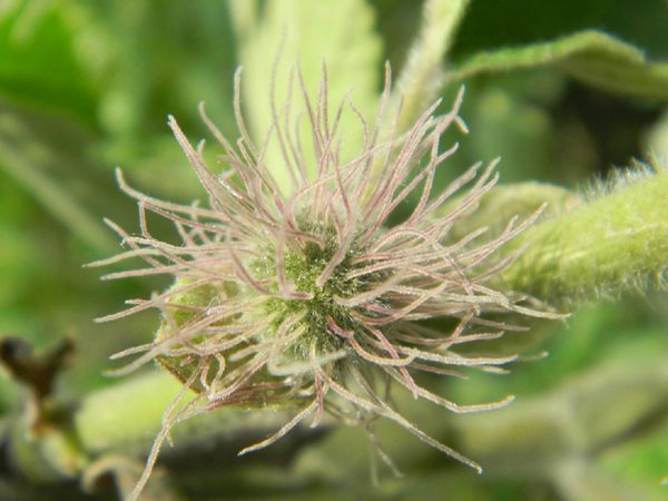 構(gòu)樹(shù)花 構(gòu)樹(shù)花