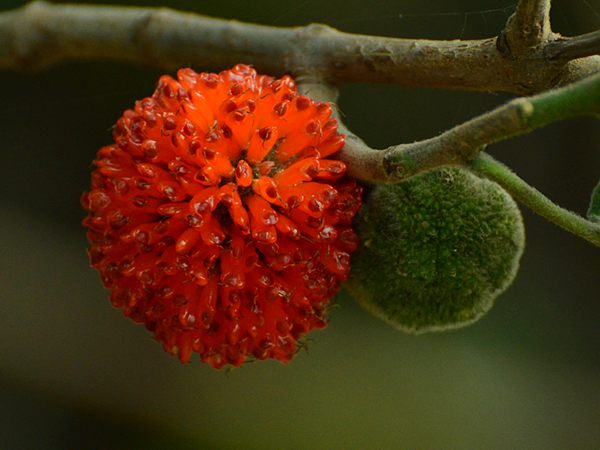 構(gòu)樹(shù)果 構(gòu)樹(shù)果