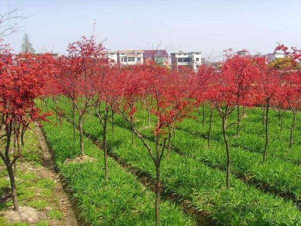 “顏值爆表”的日本紅楓，不是想看就能看！