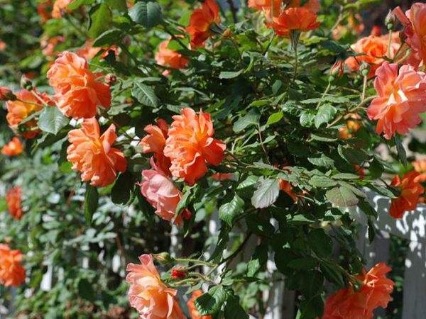 ‘西方大地’(Westerland) ‘西方大地’(Westerland)