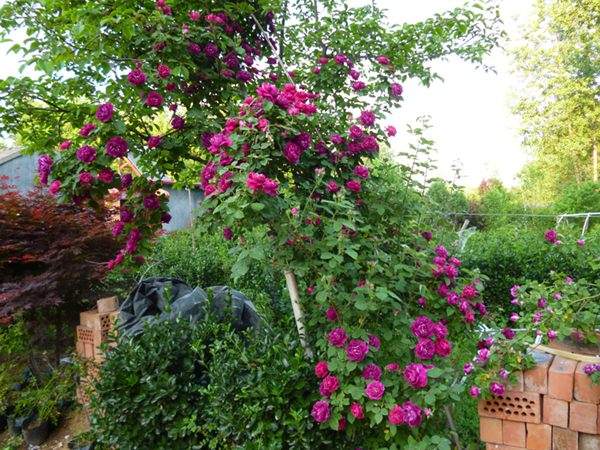 ‘紫袍玉帶’ ‘紫袍玉帶’