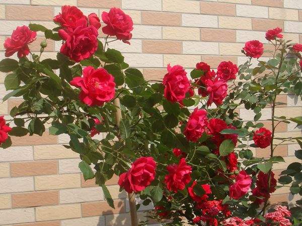 ‘大紅袍’ ‘大紅袍’